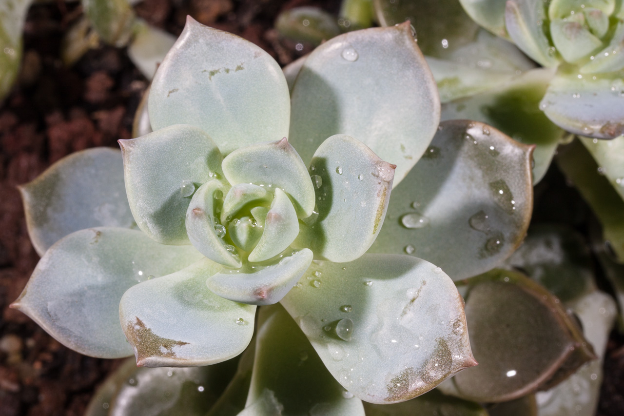 Planta Crasa, Jardín Botánico de Valencia © mateoht 1990-2014 - http://lafotodeldia.net