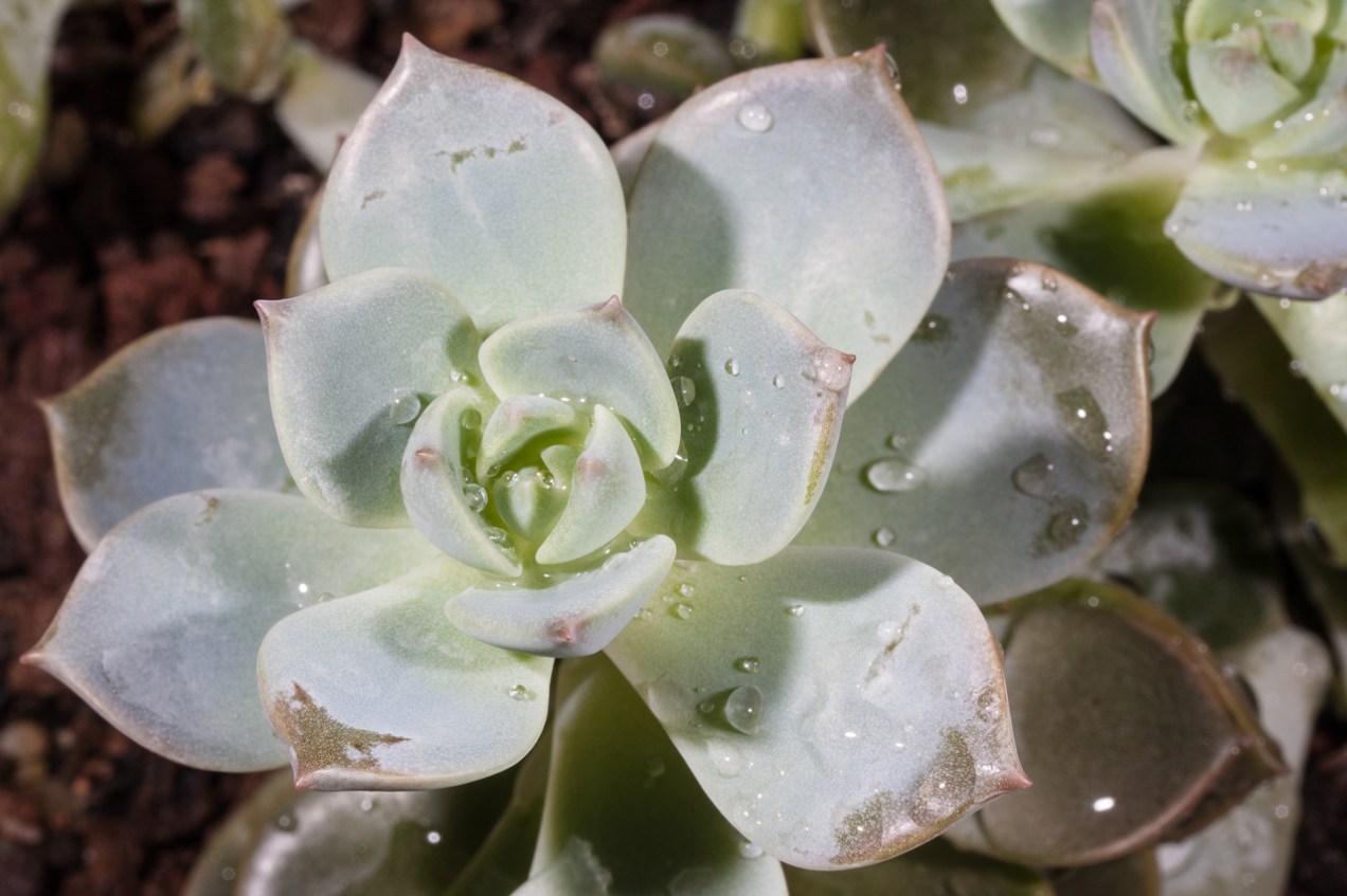 Planta Crasa, Jardín Botánico de Valencia © mateoht 1990-2014 - http://lafotodeldia.net