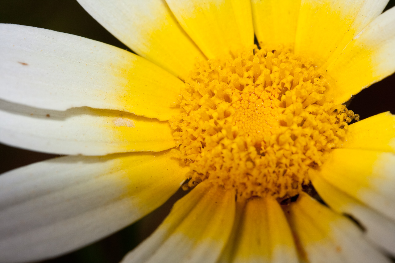 Flor llena de polen, Argelia. © mateoht 1990-2013 - http://lafotodeldia.net