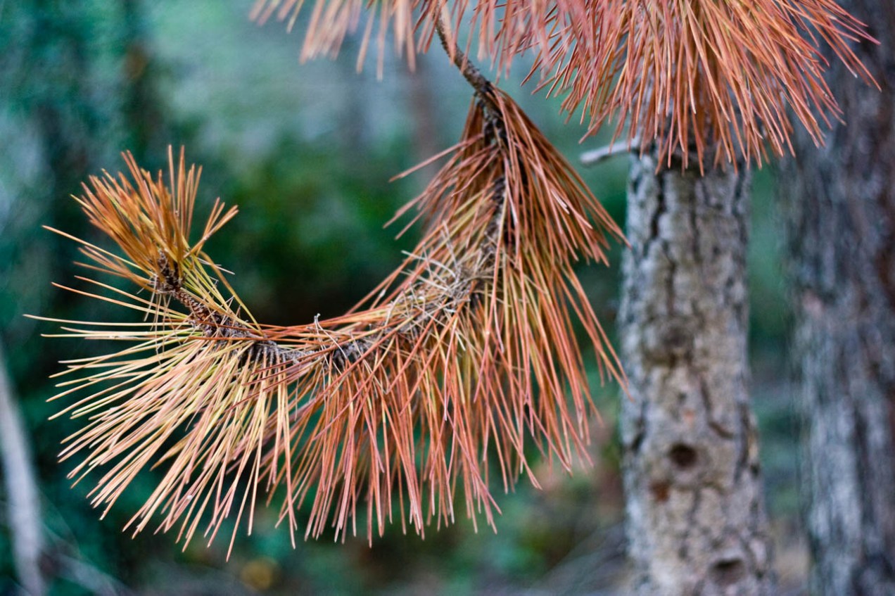 Pino, La Nuncía, Alicante © mateoht 1990-2014 - http://lafotodeldia.net