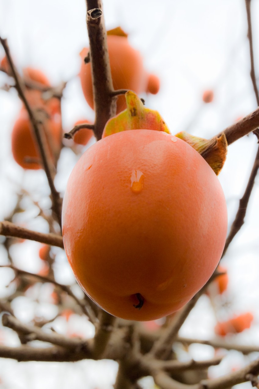 Caqui en el campo © mateoht 1990-2014 - http://lafotodeldia.net