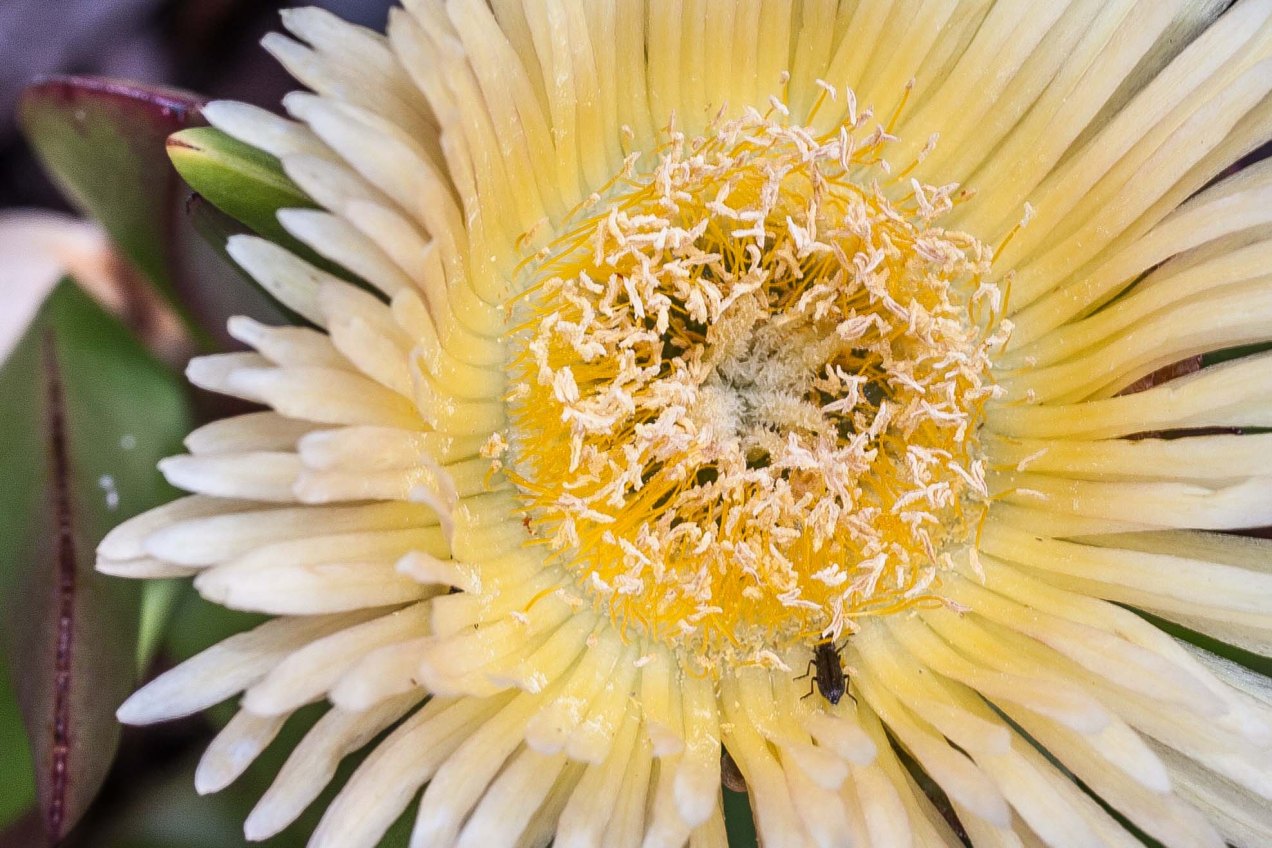 Flor groga. © mateoht 1990-2014 - http://lafotodeldia.net