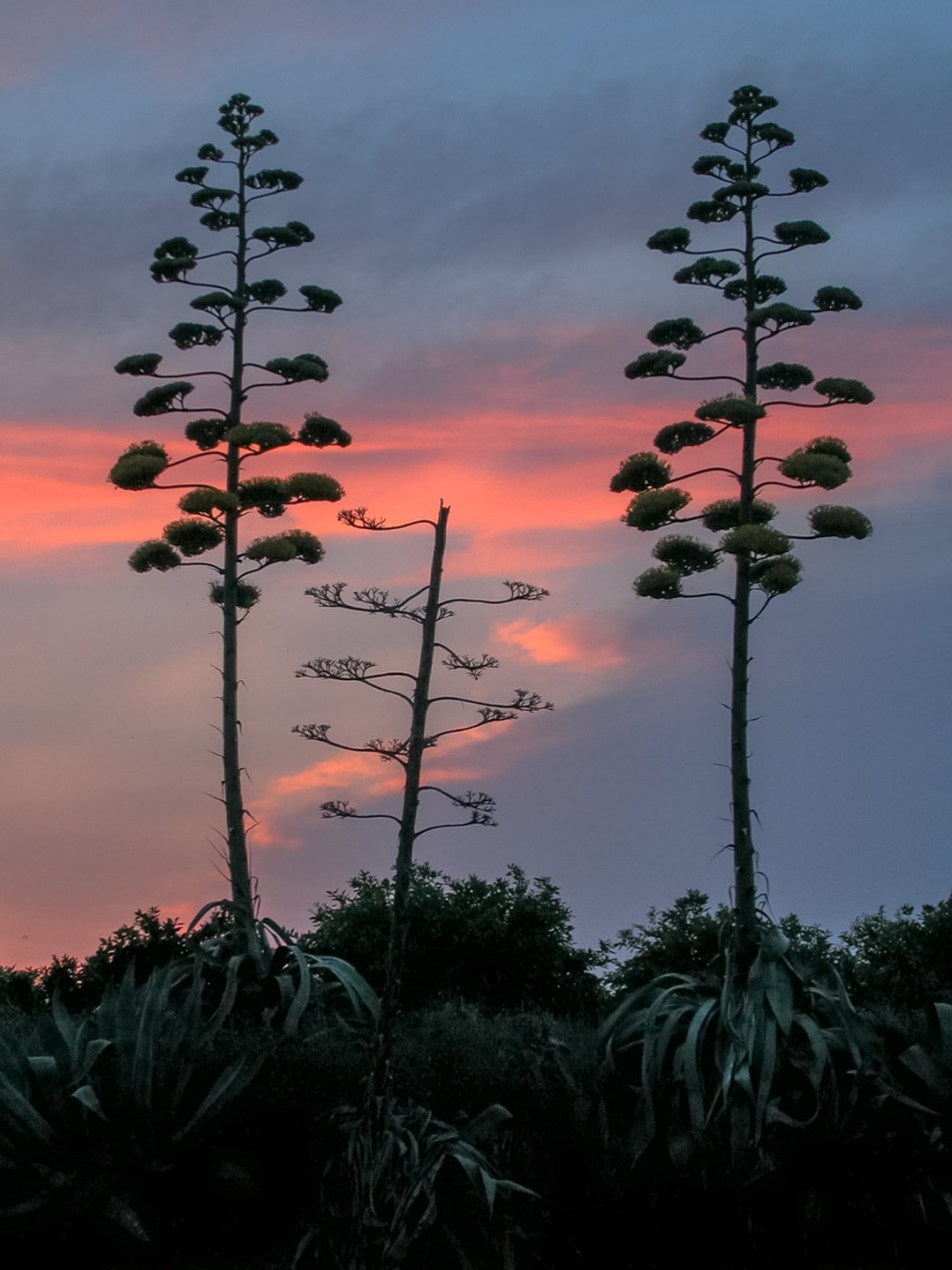 Atardecer en Alcàsser. © mateoht 1990-2014 - http://lafotodeldia.net