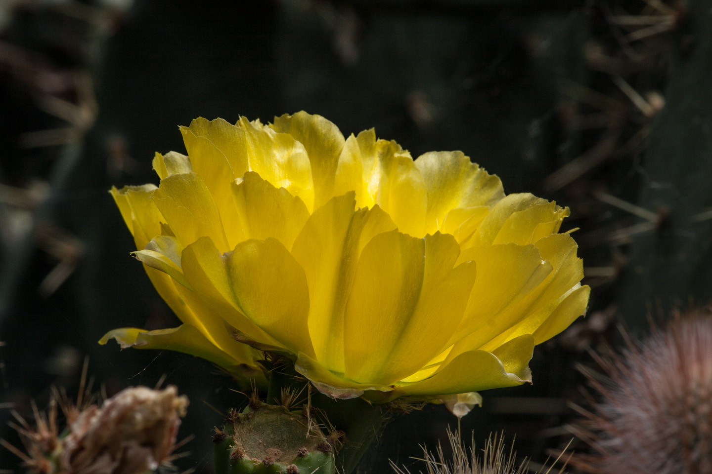Flor en estanque © mateoht 1990-2014 - http://lafotodeldia.net
