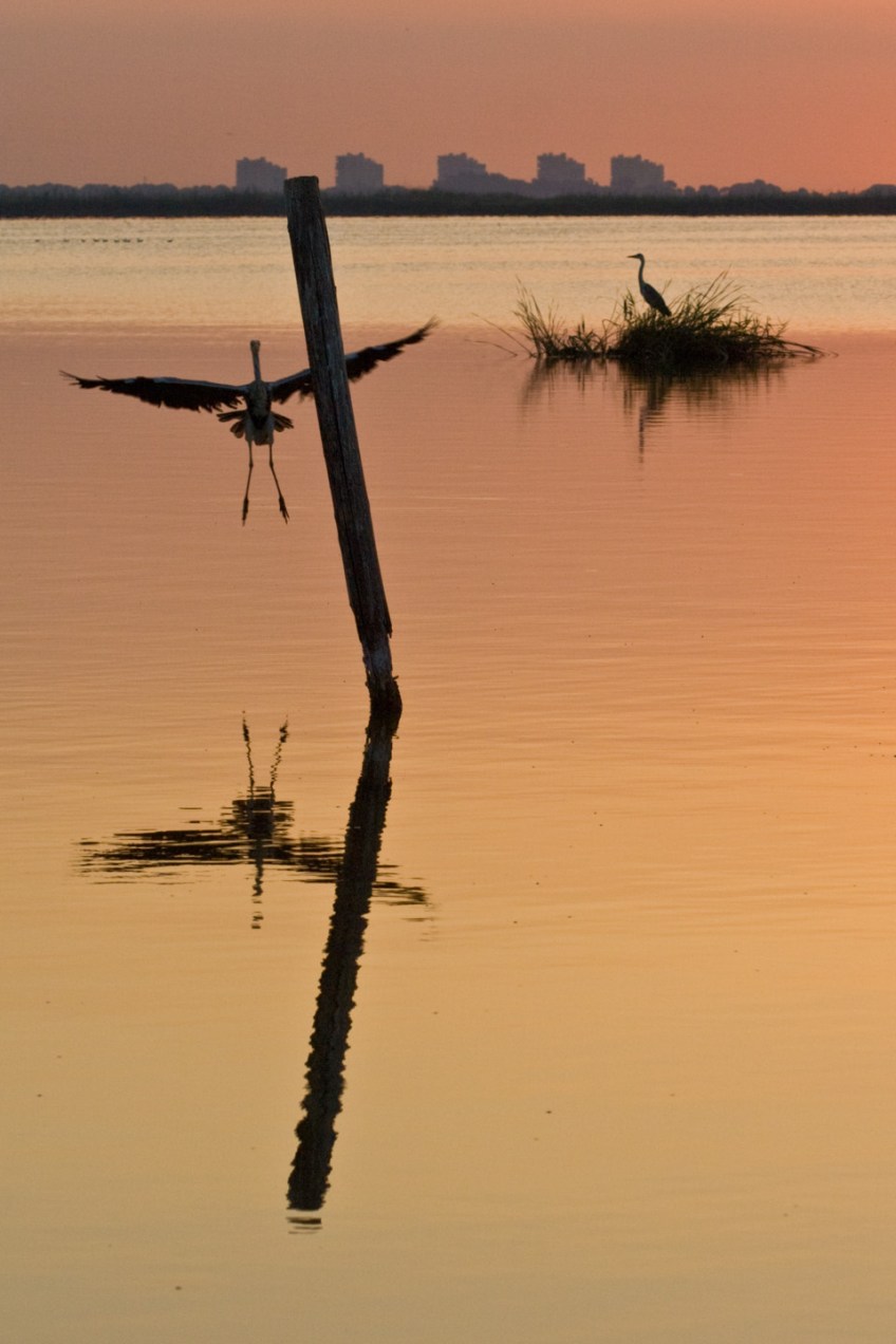 Amanecer en la Albufera, Valencia. © mateoht 1990-2014 - http://lafotodeldia.net