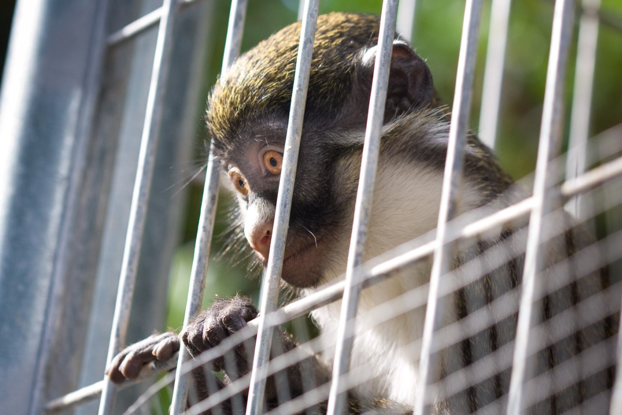 Mono en el arca de Noé, Alicante. © mateoht 1990-2014 - http://lafotodeldia.net