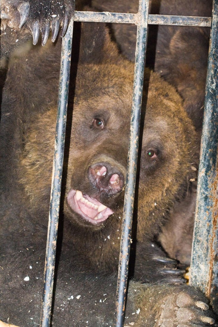 Oso en el Arca de Noe, Alicante.© mateoht 1990-2014 - http://lafotodeldia.net