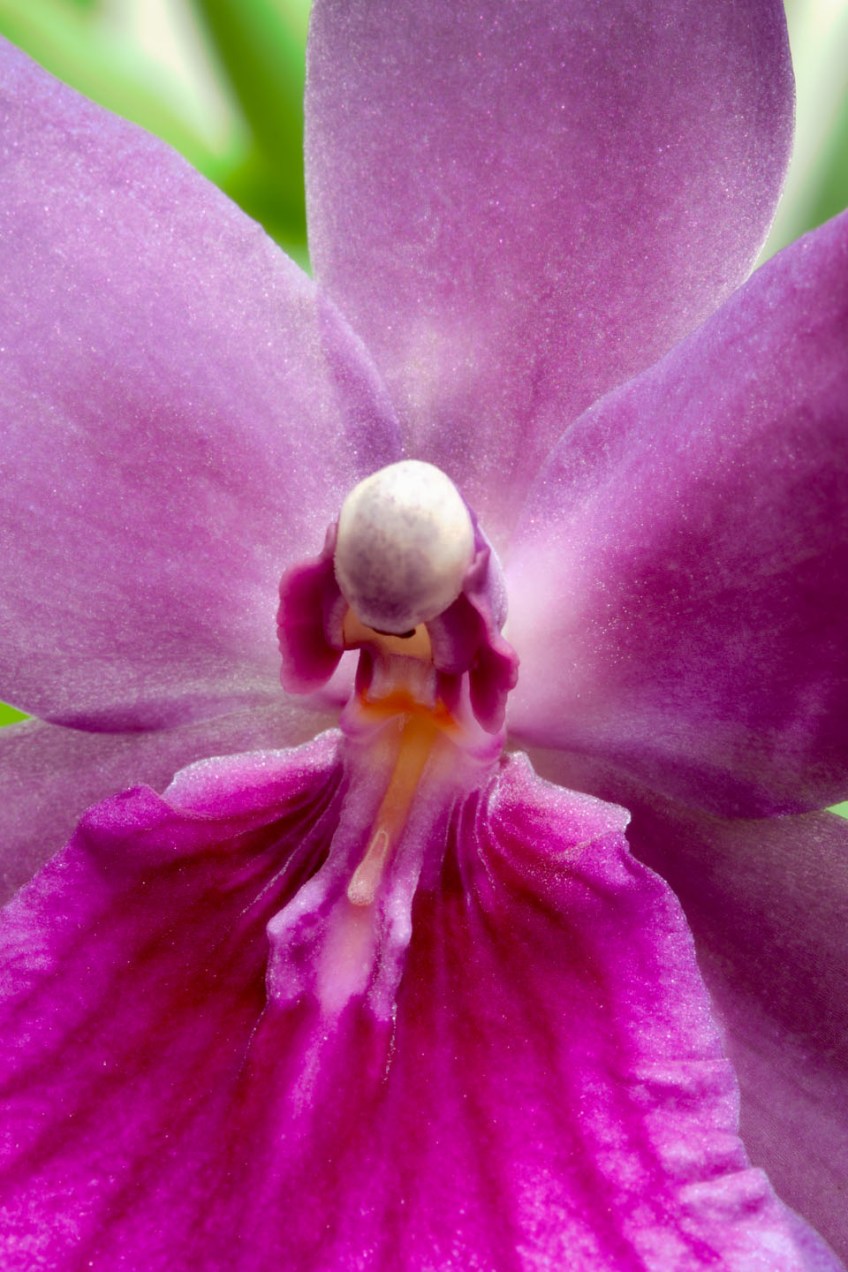 Orquidea en el Jardín Botánico, Valencia © mateoht 1990-2014 - http://lafotodeldia.net