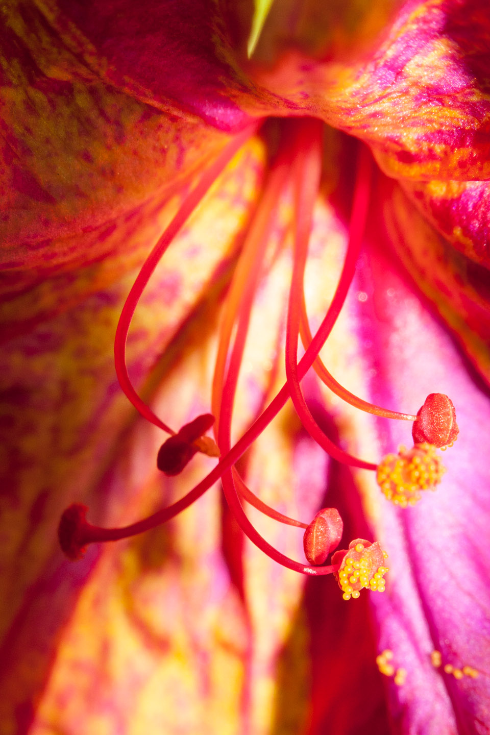 Pistilos de una flor. © mateoht 1990-2013 - http://lafotodeldia.net