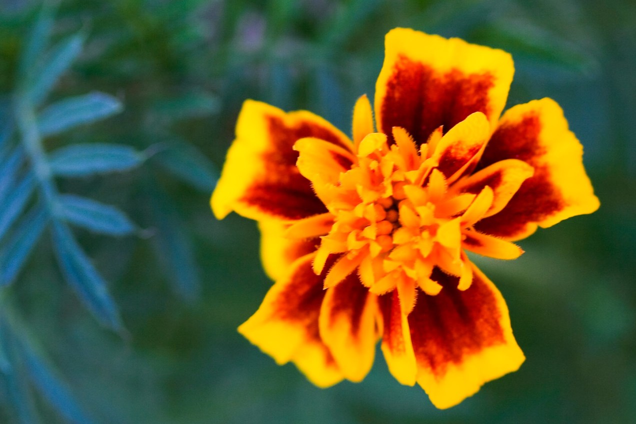 Flor en Alcira, Valencia. © mateoht 1990-2014 - http://lafotodeldia.net