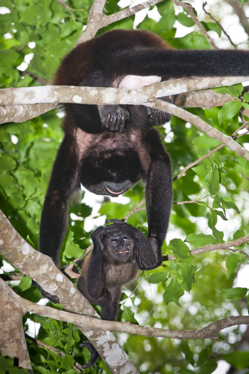 Monos Congo en Curú, Costa Rica. © mateoht 1990-2014 - http://lafotodeldia.net