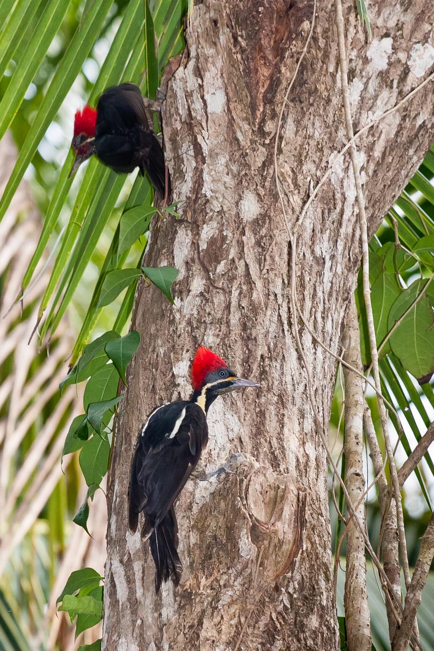Pájaros carpinteros en Costa Rica. © mateoht 1990-2014 - http://lafotodeldia.net